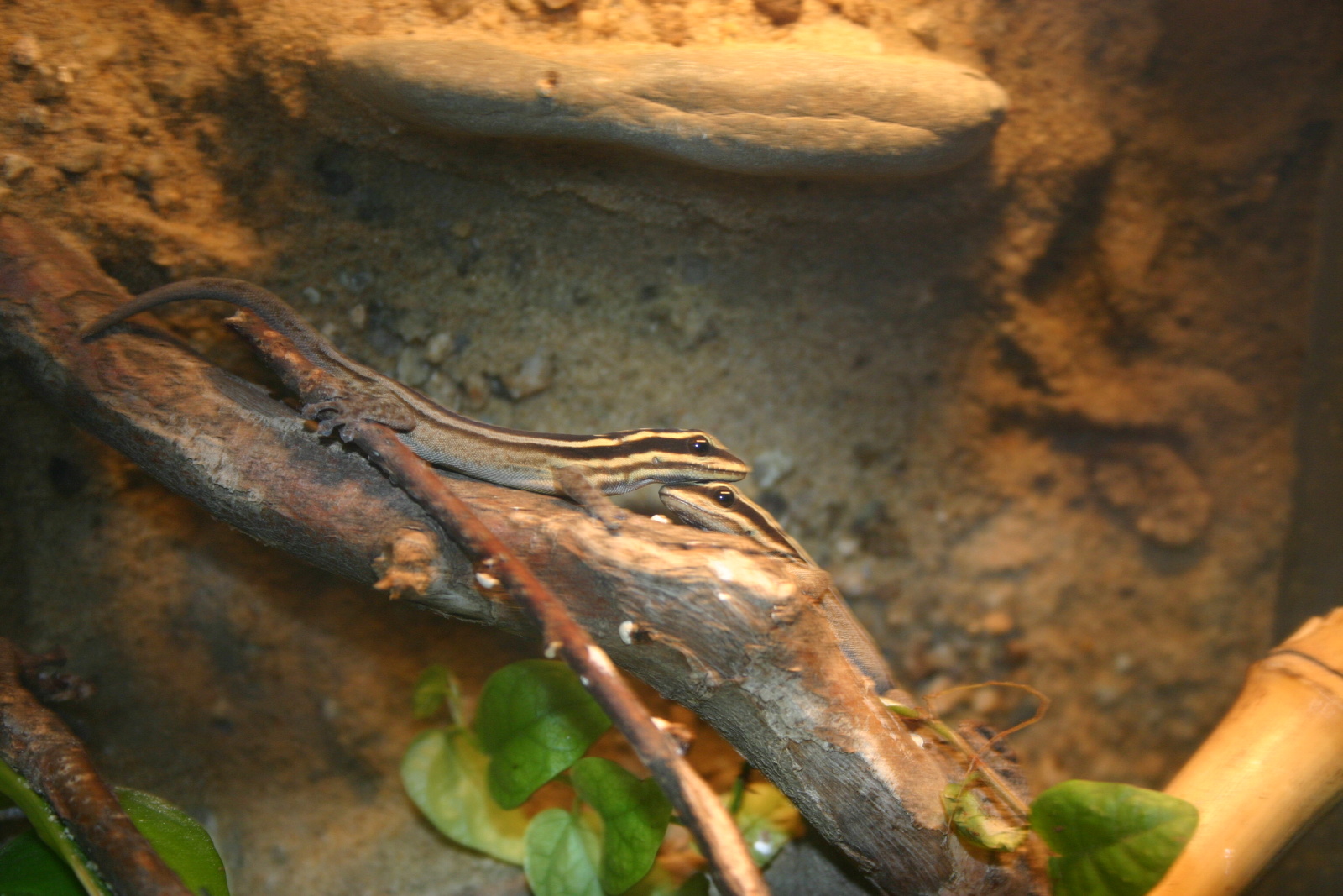 IMG_7775.jpg